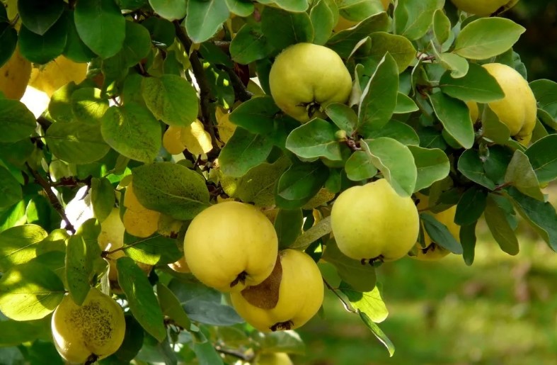 میوه به برای درمان یبوست