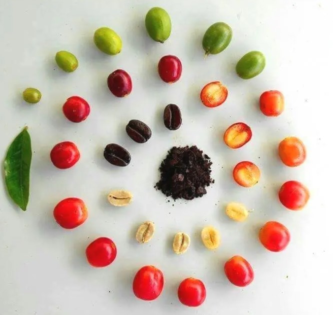 گیلاس قهوه در طب سنتی