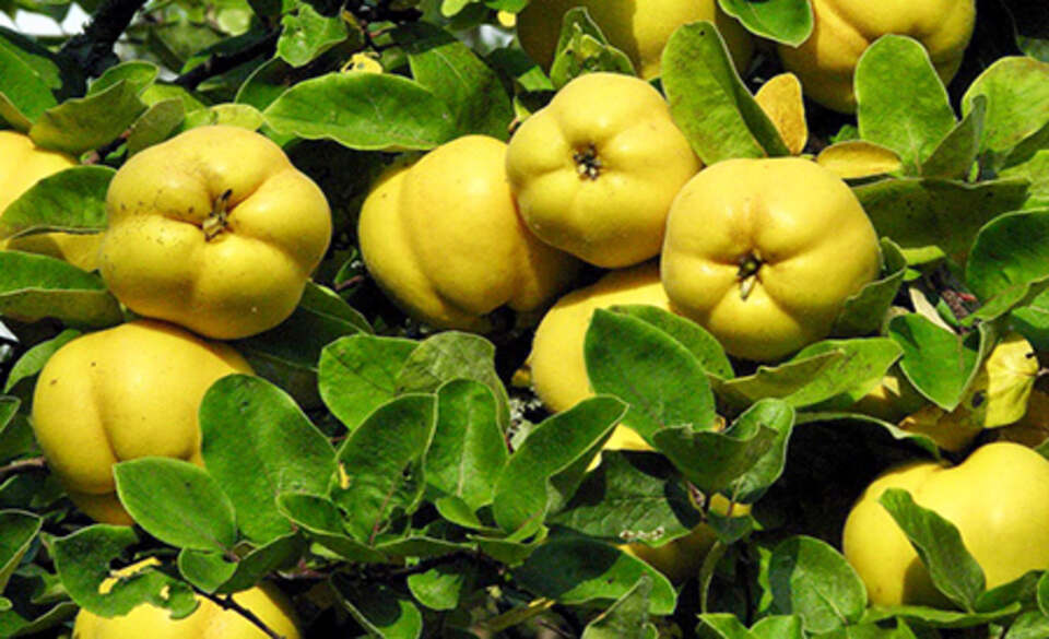 خواص عرق میوه به
