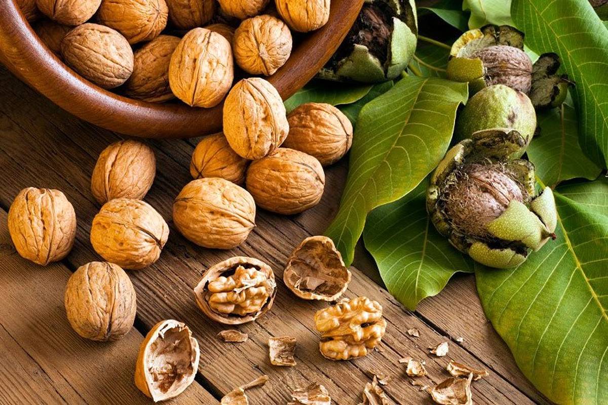 ویژگی های گردو مناسب