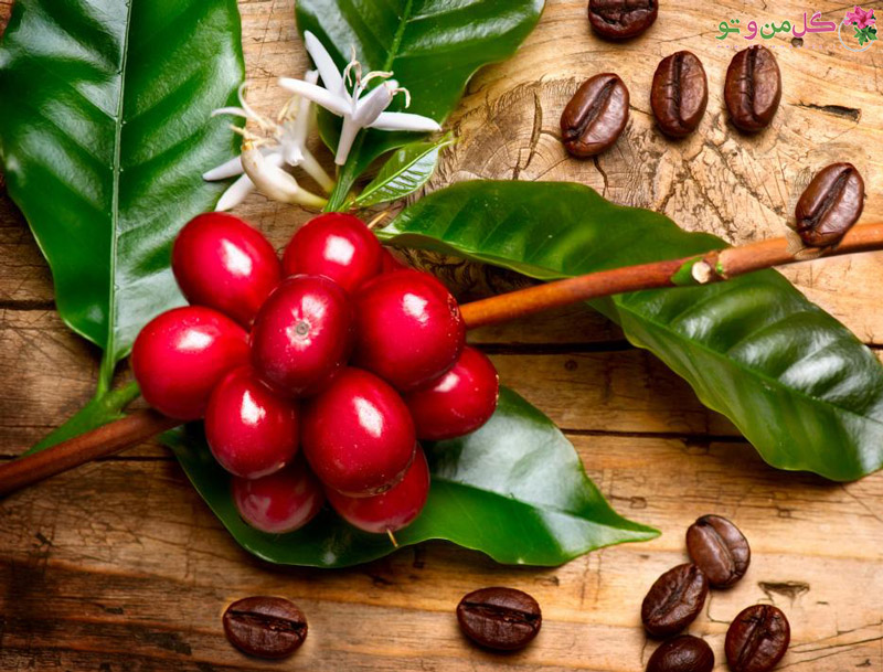خواص میوه قهوه برای قلب