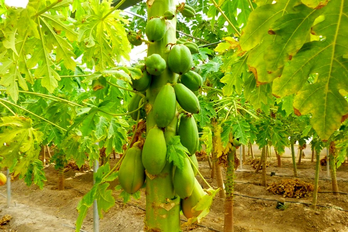 تداخل دارویی پاپایا