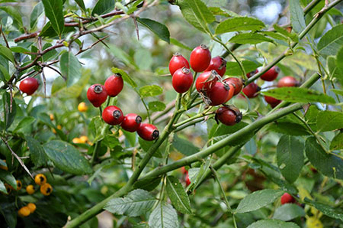 خواص میوه نسترن وحشی