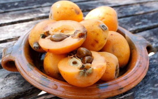 طبع میوه ازگیل