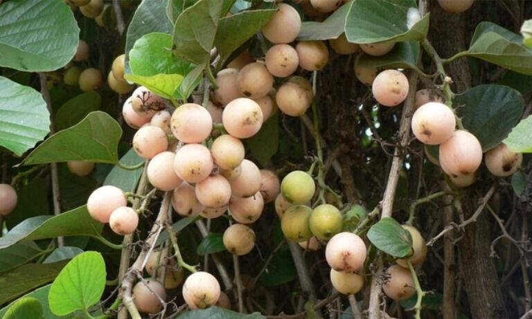 خواص سپستان برای رحم