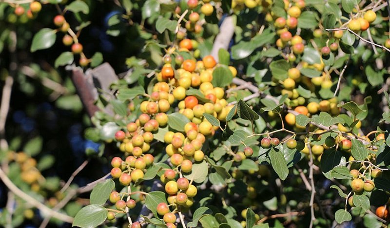 خواص میوه کنار در طب سنتی