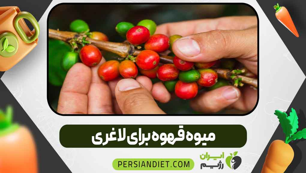 میوه قهوه برای لاغری