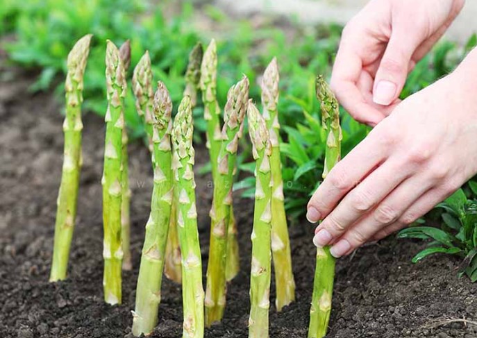 خواص مارچوبه برای نوزاد