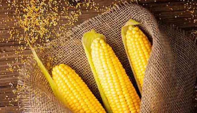 خواص ذرت پخته برای لاغری _ دکتر ایرانی خواص ذرت پخته برای لاغری
