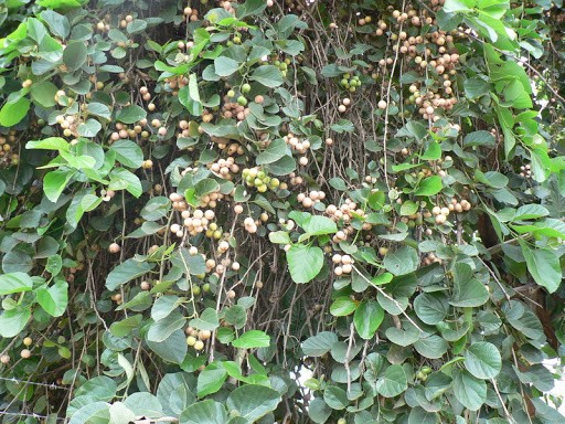 خواص سپستان برای بدن