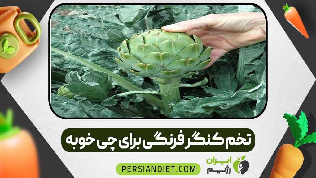تخم کنگر فرنگی برای چی خوبه