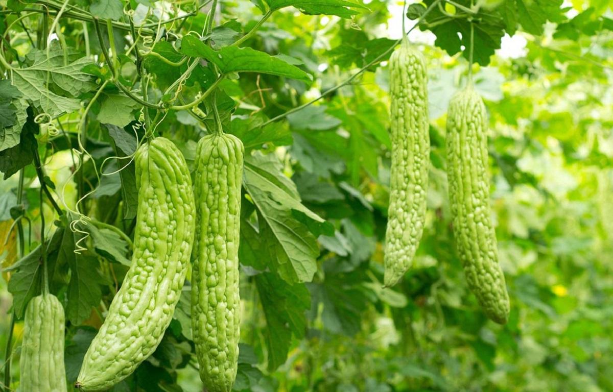 کدو تلخ برای درمان خانگی دیابت | ایران رژیم کدو تلخ برای درمان خانگی دیابت