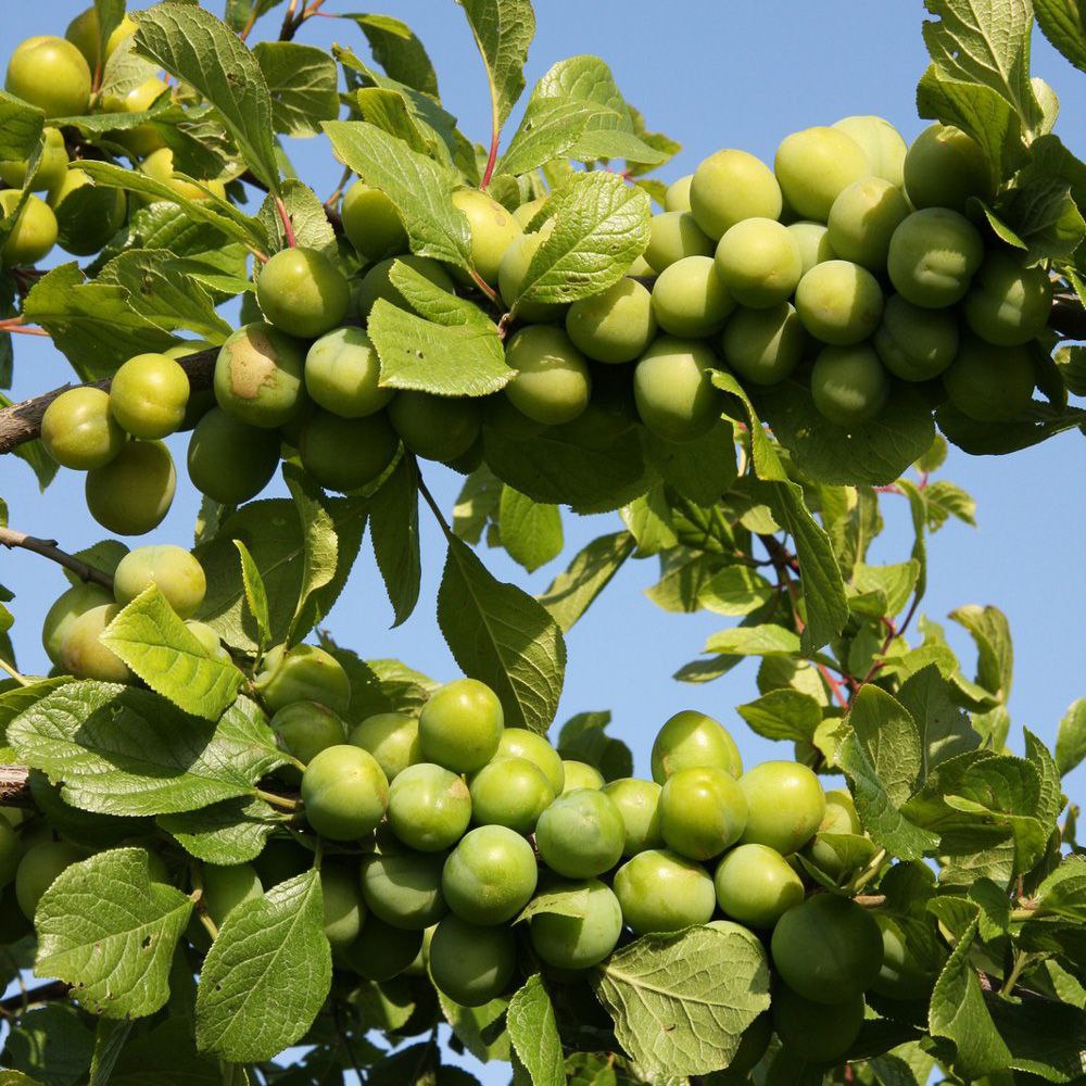 خواص گوجه سبز در طب سنتی _ ایران رژیم خواص گوجه سبز در طب سنتی
