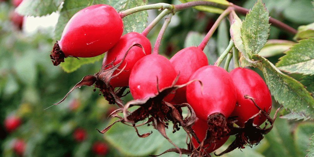 طریقه مصرف میوه گل نسترن