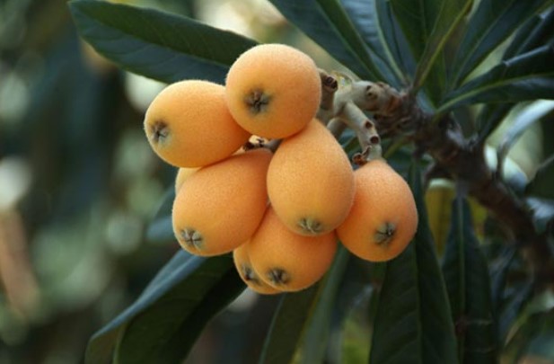خواص رب ازگیل جنگلی