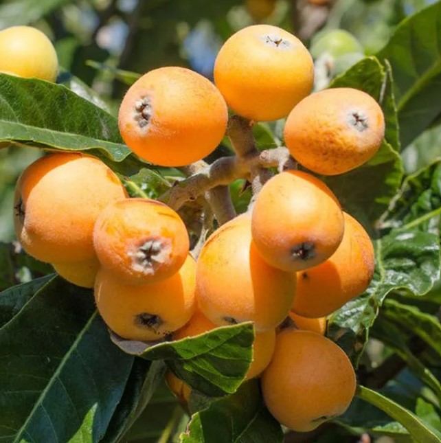 میوه ازگیل را چگونه بخوریم