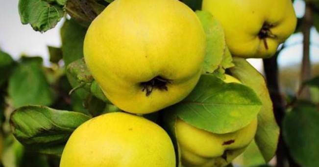 کالری میوه به