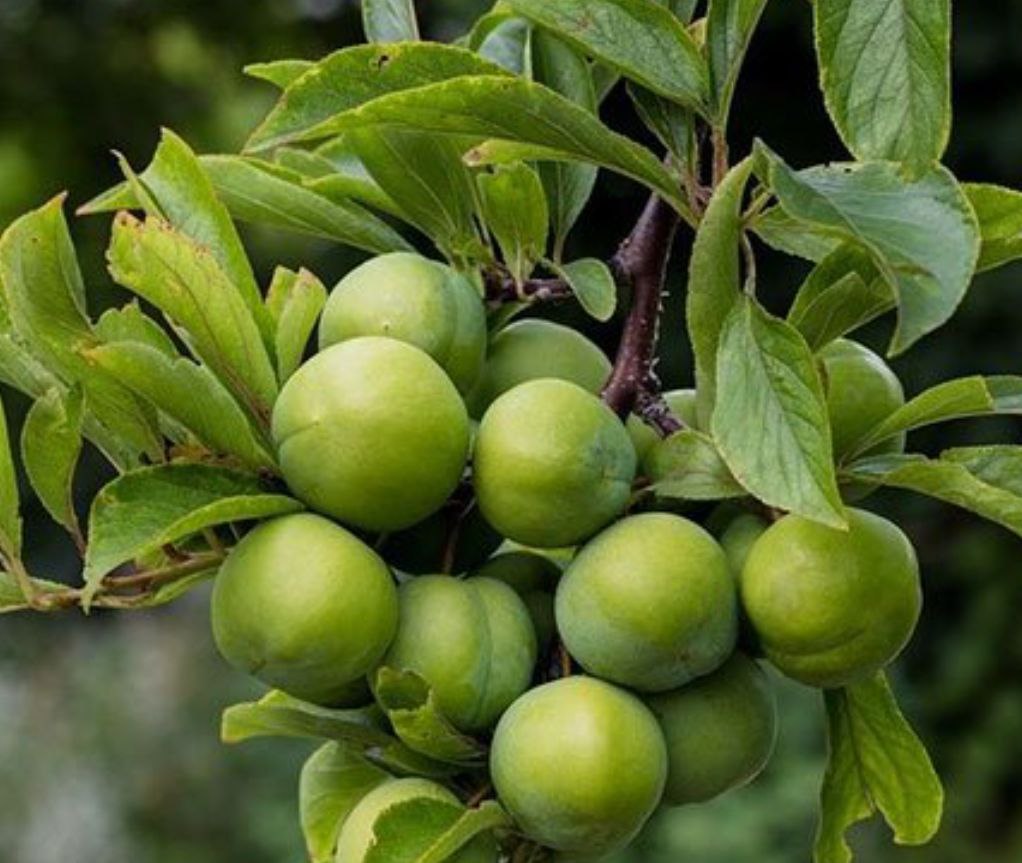 خواص گوجه سبز برای قلب _ ایران رژیم خواص گوجه سبز برای قلب