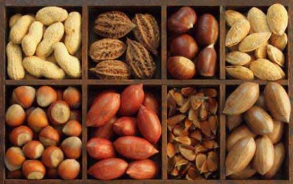 طبع تخمه آفتابگردان