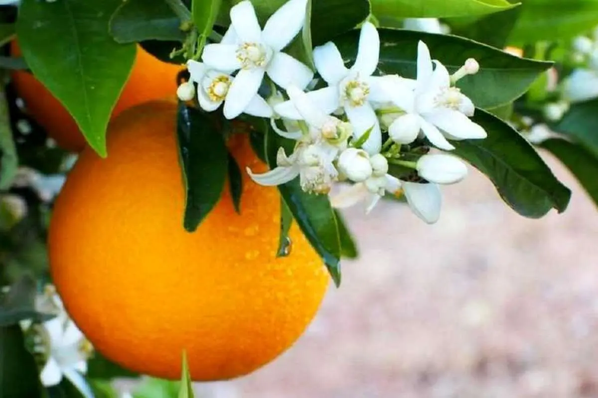 عرق بهار نارنج برای سلامتی