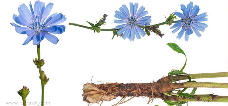 عرق کاسنی برای چی خوبه
