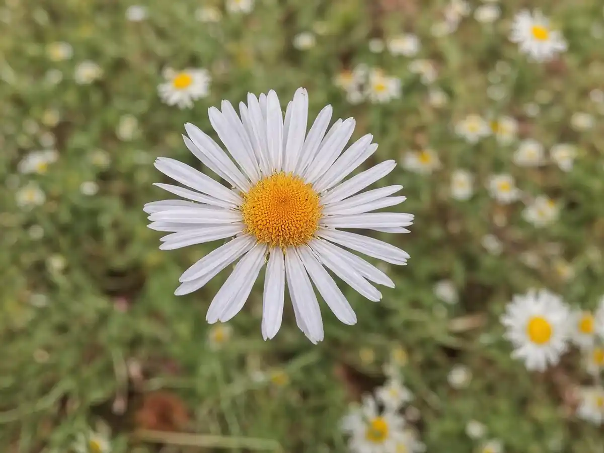 خواص عرق بابونه برای زنان