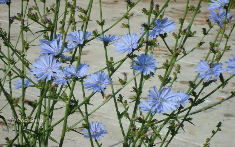 خواص عرق کاسنی برای پوست 