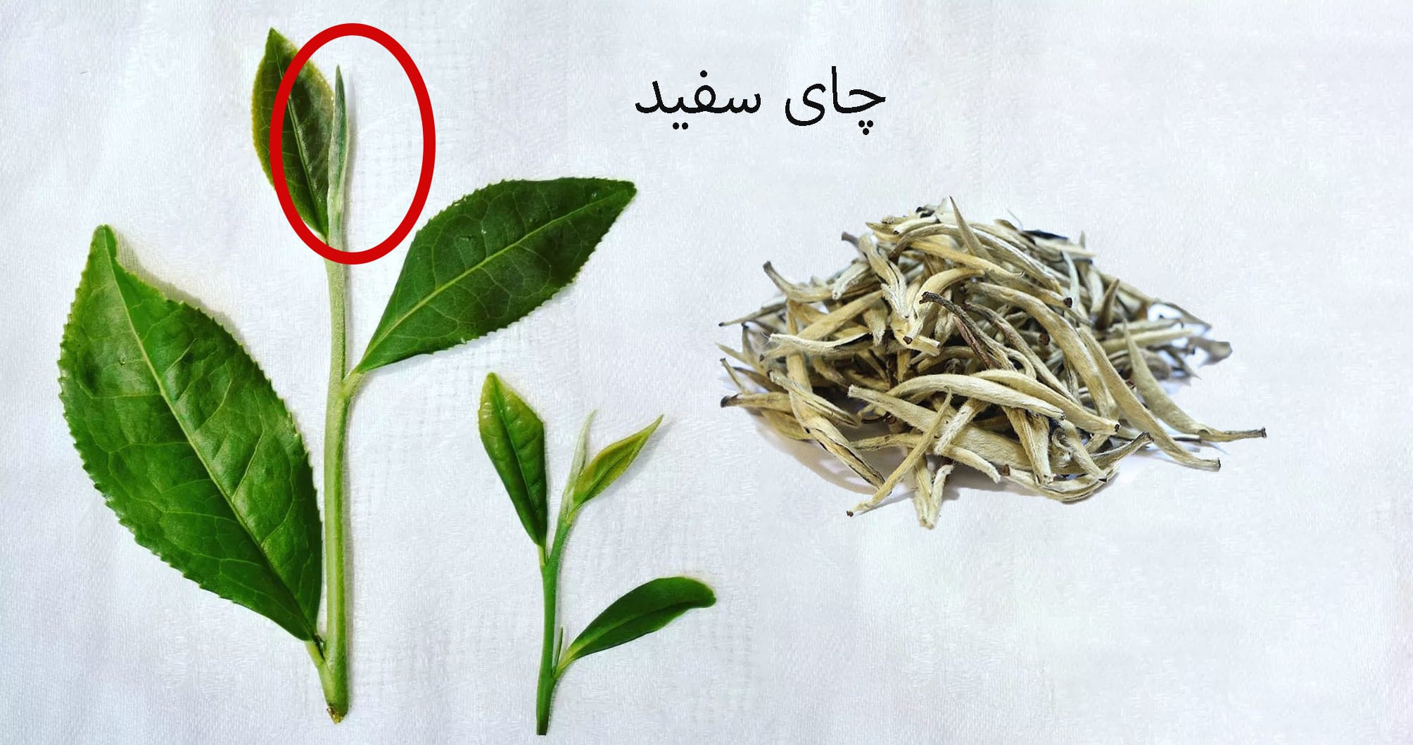 بهترین زمان خوردن چای سفید
