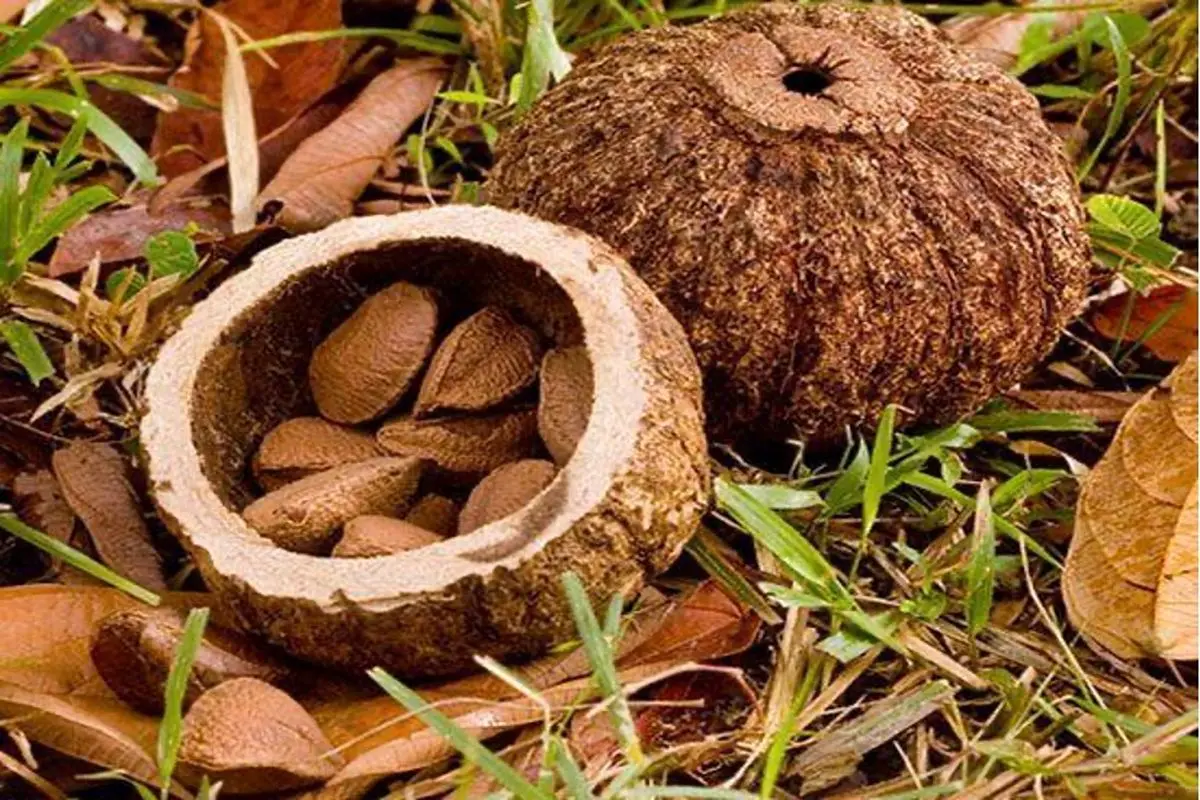 خواص آجیل برزیلی بهبود هضم غذا