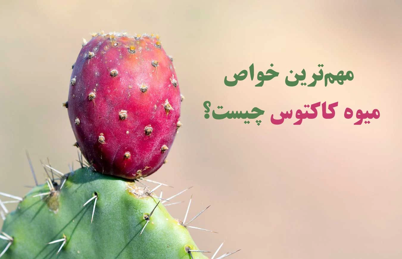 مهمترین خواص میوه کاکتوس مهمترین خواص میوه کاکتوس