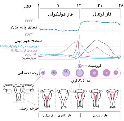 آمار شیوع بیمار تنبلی تخمدان