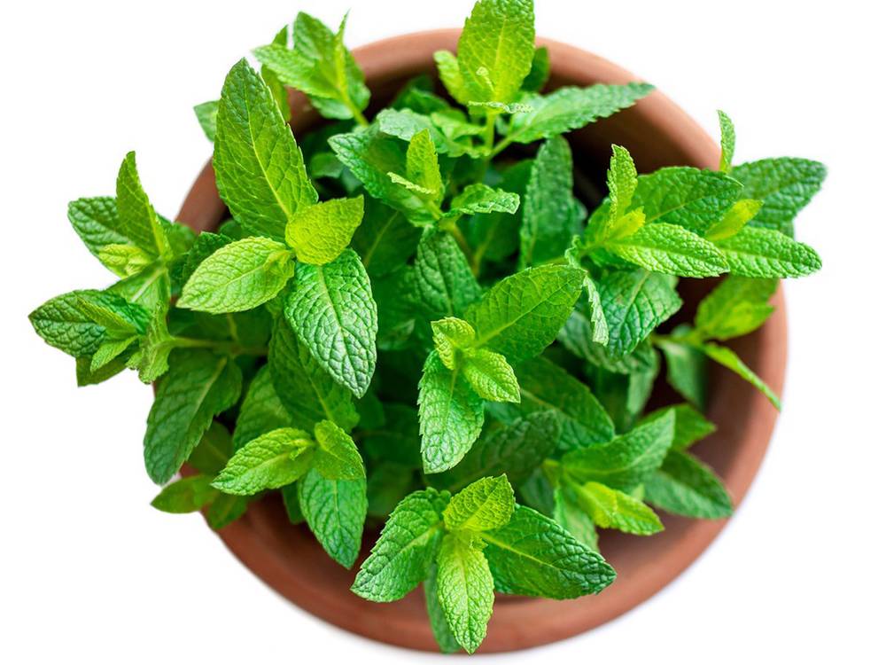 خواص عرق نعناع برای مردان