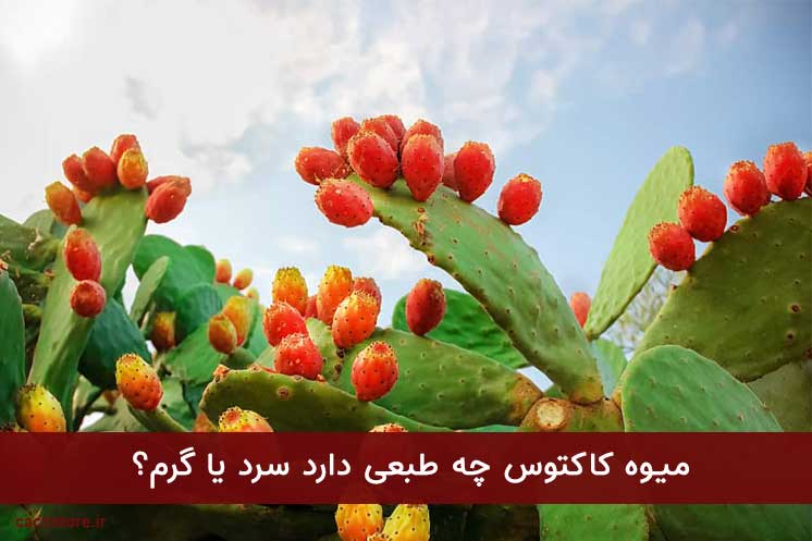 طبع میوه کاکتوس طبع میوه کاکتوس