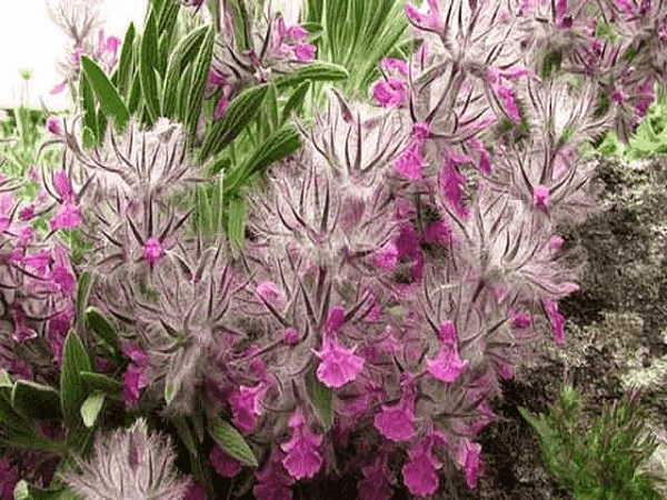 چای کوهی برای معده