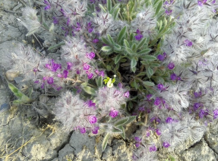 عوارض چای کوهی