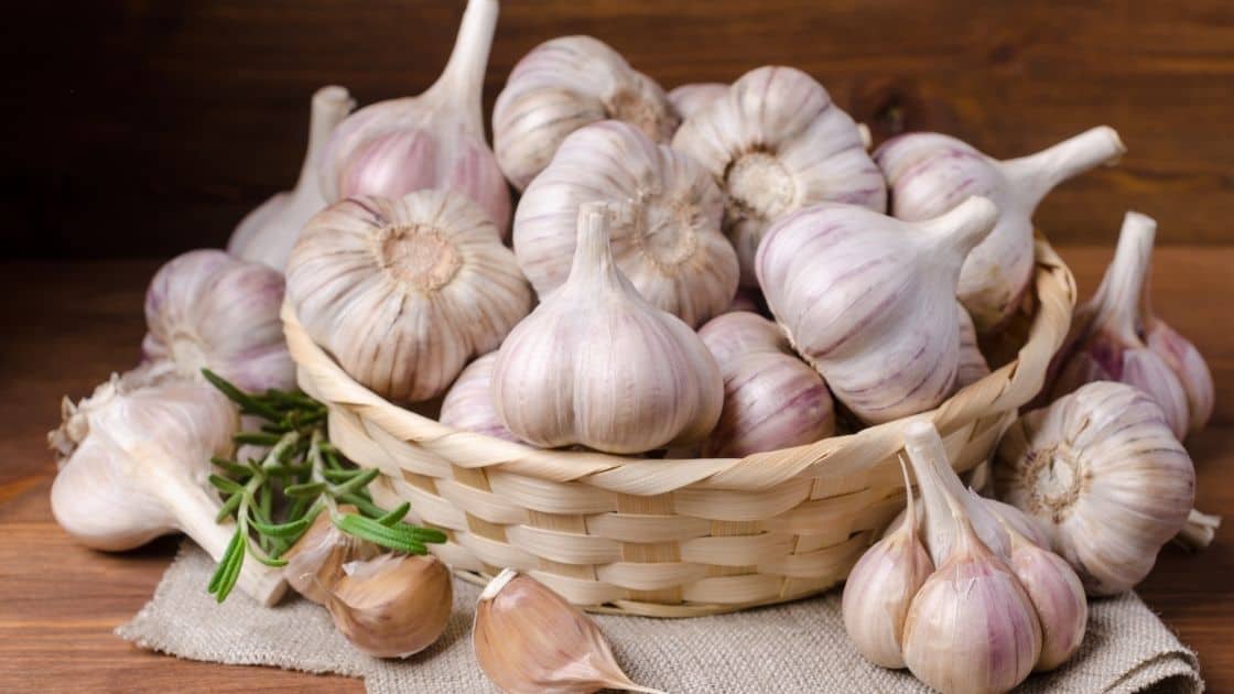 سیر برای لاغری