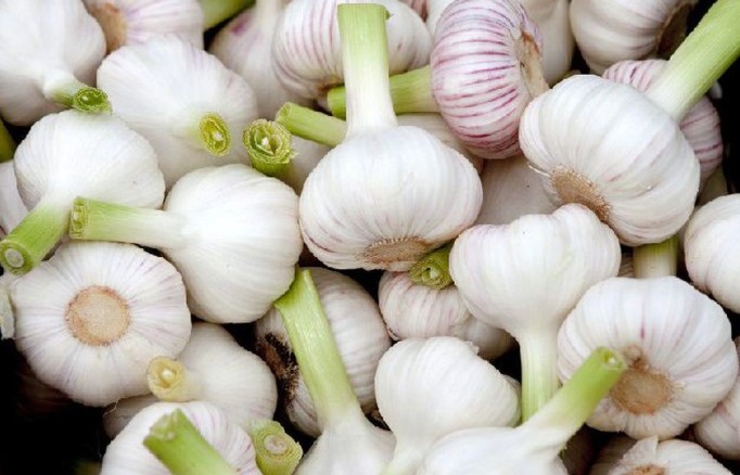 معجون سیر