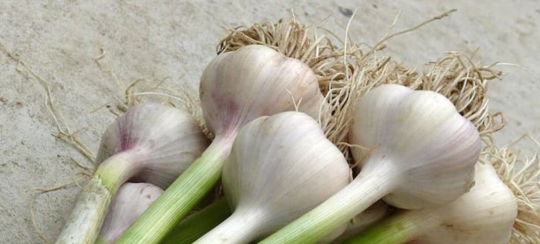 آیا سیر یبوست می‌آورد