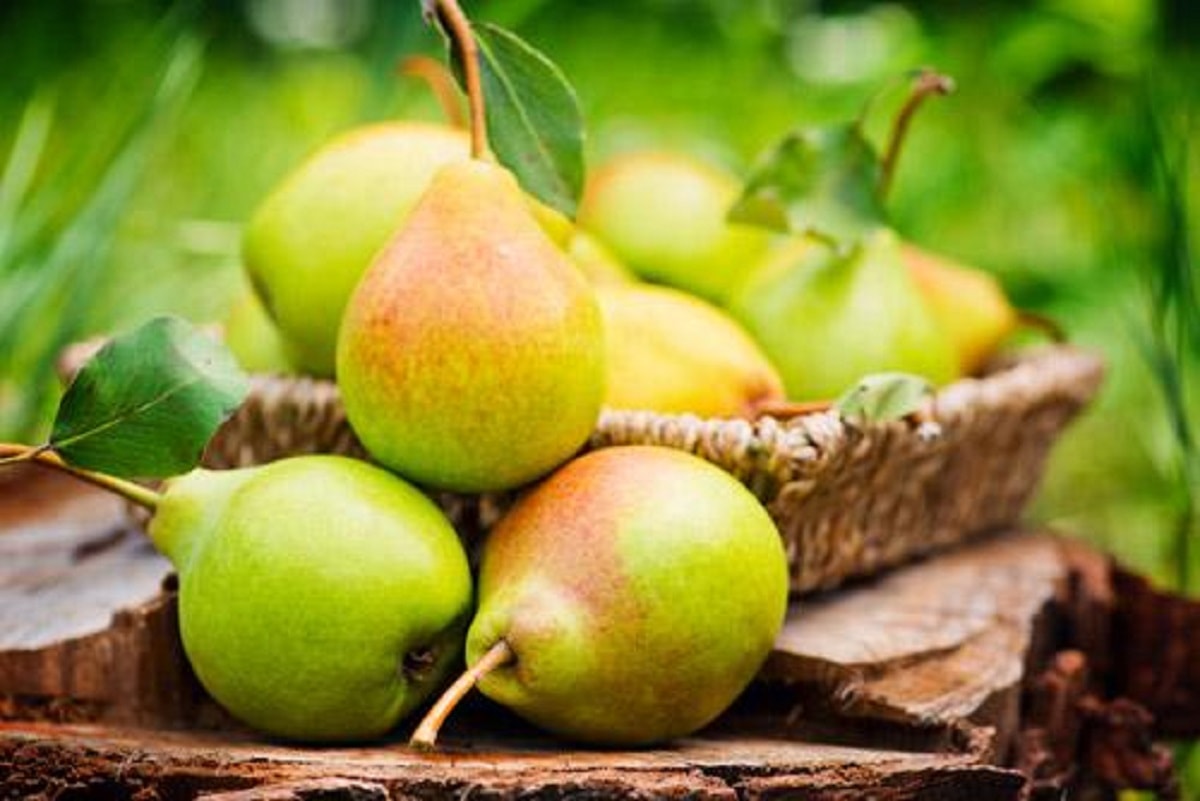 میوه‌های گرم گیاهی