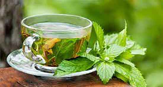 عرق بادرنجبویه در بارداری