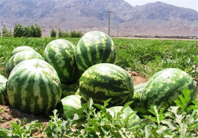 هندوانه برای بدن سازی