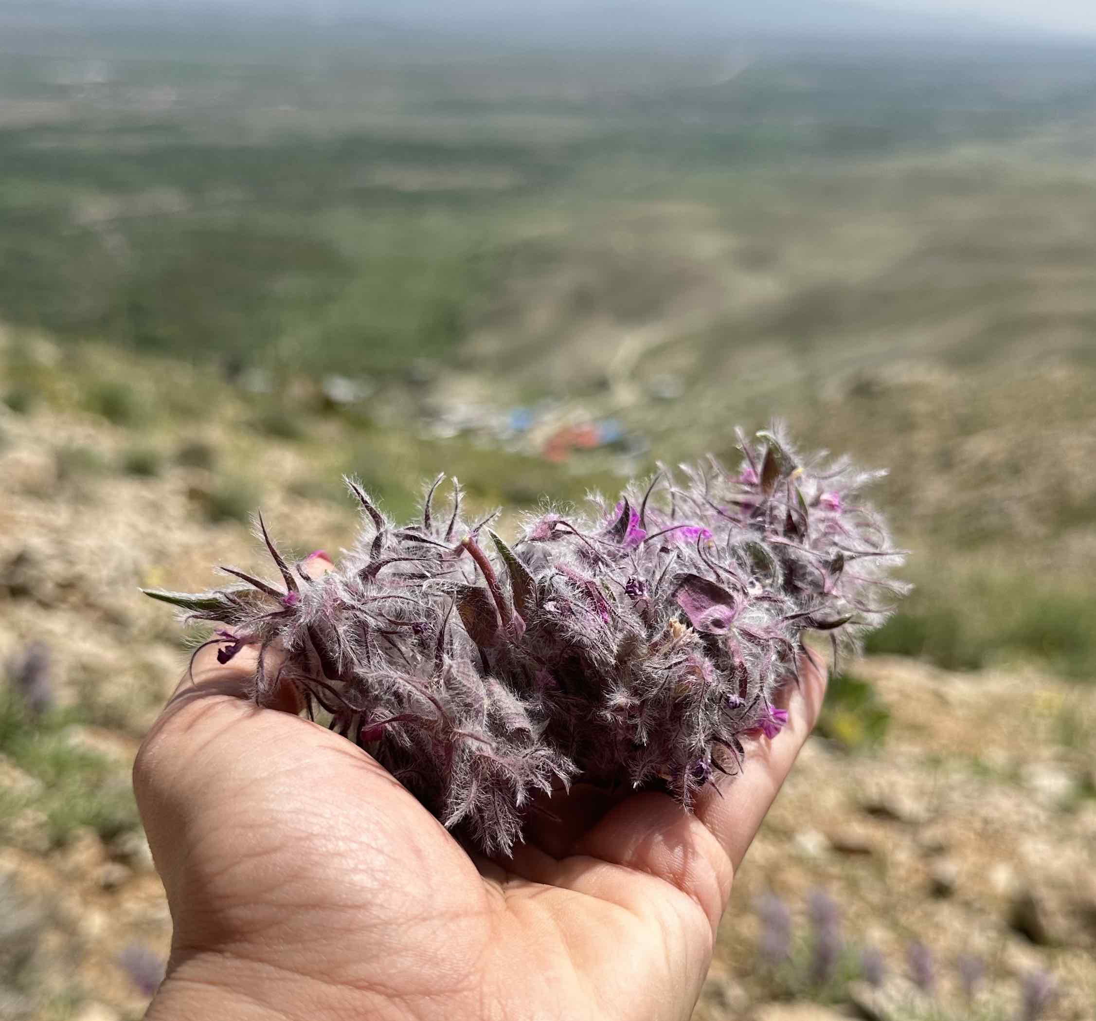 دمنوش چای کوهی و اسطوخودوس