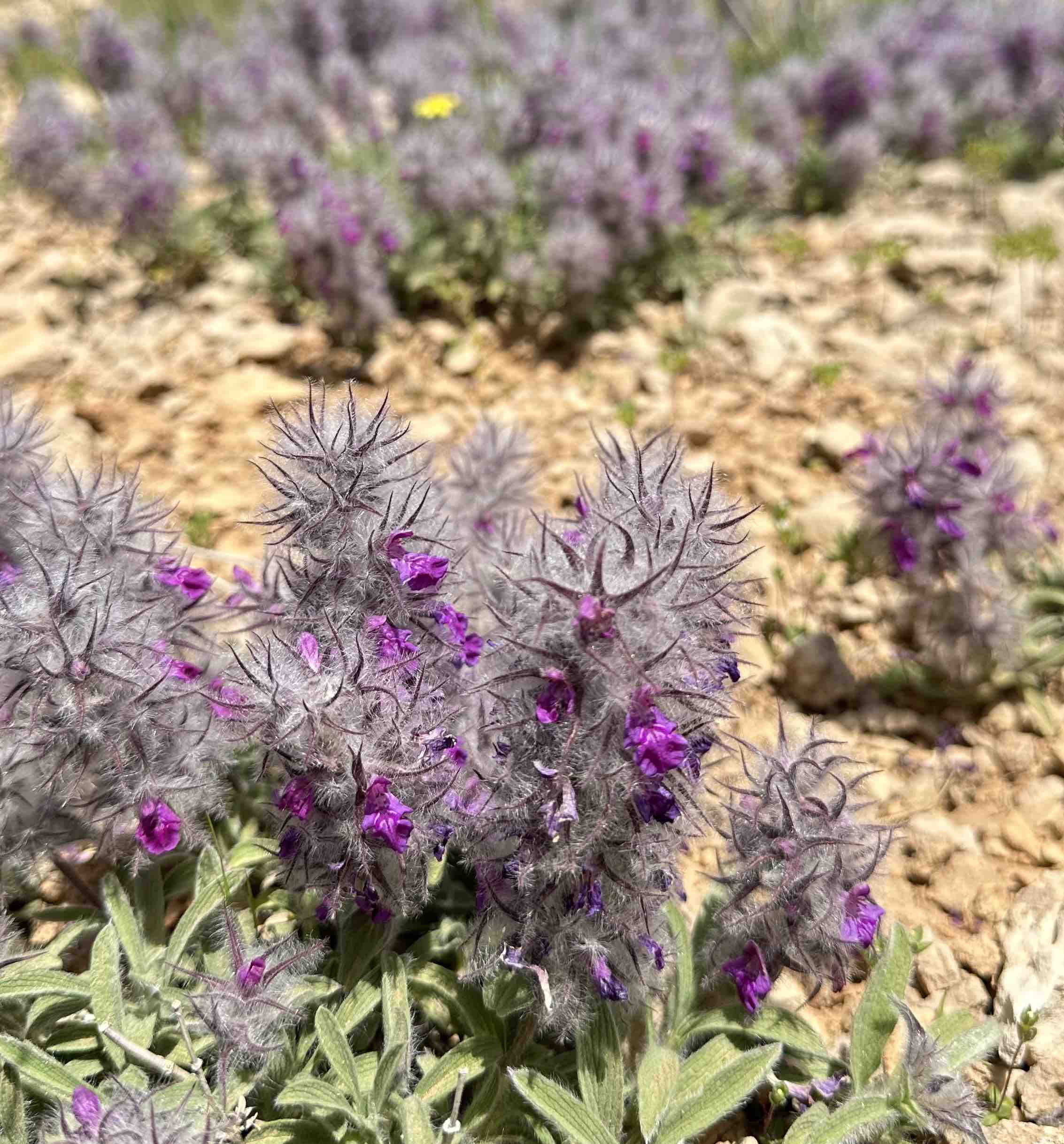 گیاه چای کوهی