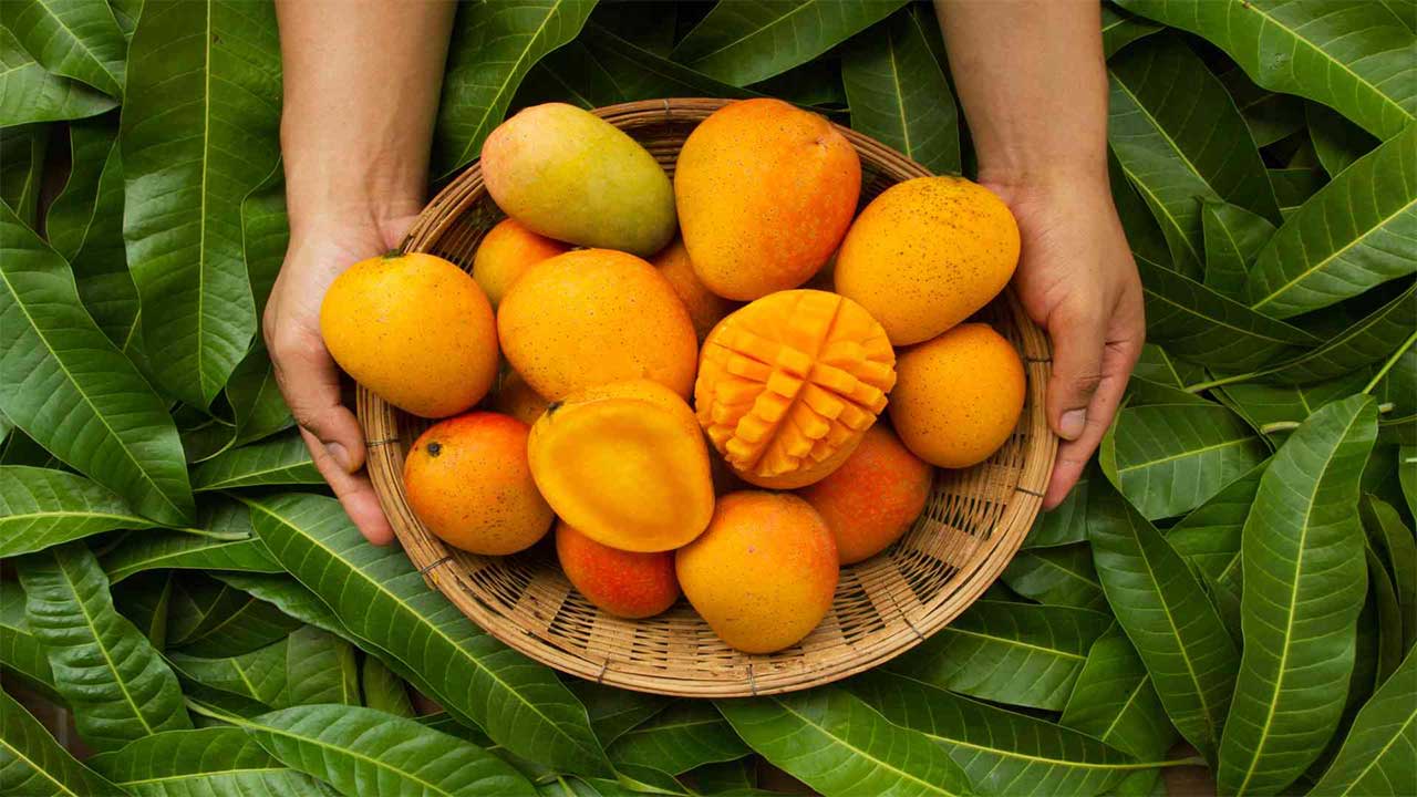 انواع انبه