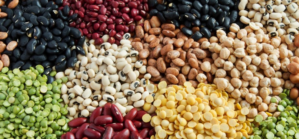 حبوبات گرم برای طبع سوداوی