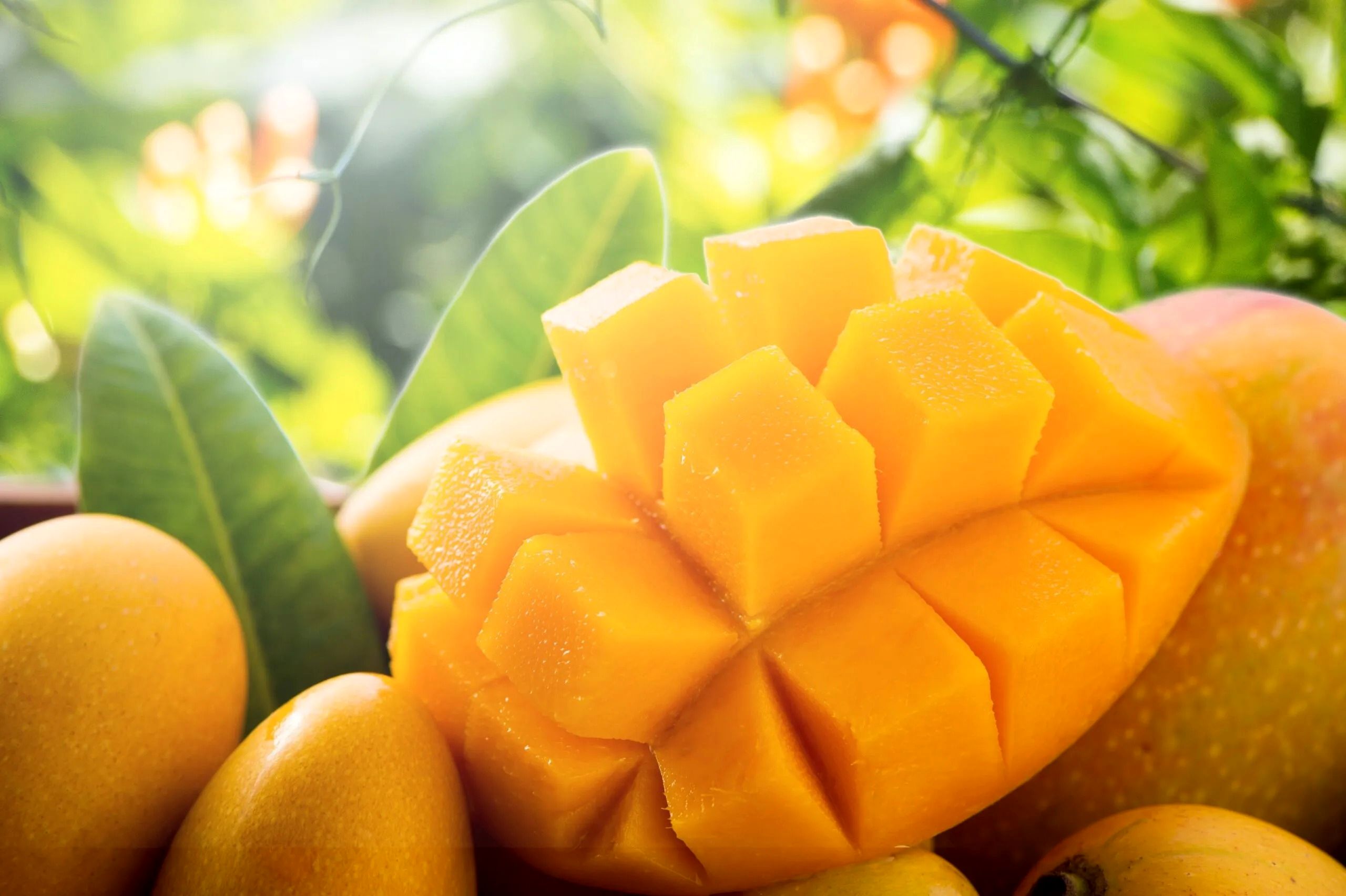 فواید انبه برای سیستم ایمنی بدن